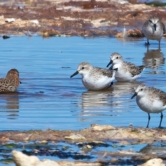 Calidris ruficollis at Rottnest Island, WA - 26 Apr 2024 04:16 PM