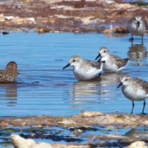 Calidris ruficollis at Rottnest Island, WA - 26 Apr 2024 04:16 PM