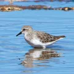 Calidris ruficollis at Rottnest Island, WA - 26 Apr 2024 04:16 PM