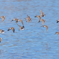 Calidris ruficollis at Rottnest Island, WA - 26 Apr 2024 04:16 PM