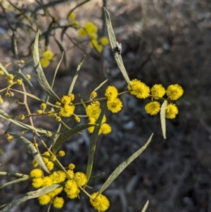 Acacia verniciflua at Cootamundra, NSW - 15 Aug 2024