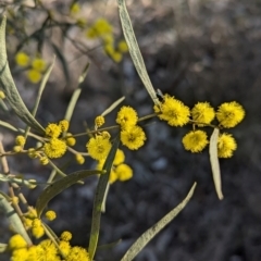 Acacia verniciflua at Cootamundra, NSW - 15 Aug 2024