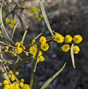 Acacia verniciflua at Cootamundra, NSW - 15 Aug 2024 03:26 PM