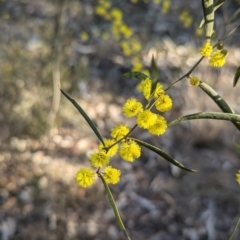 Acacia verniciflua at Cootamundra, NSW - 15 Aug 2024 03:26 PM