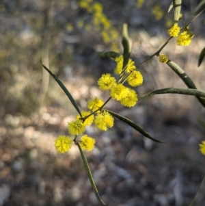 Acacia verniciflua at Cootamundra, NSW - 15 Aug 2024 03:26 PM