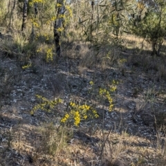 Acacia verniciflua at Cootamundra, NSW - 15 Aug 2024