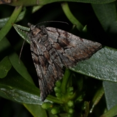 Cymatophora aspera (Varied Geometrid) at Freshwater Creek, VIC - 9 Sep 2022 by WendyEM