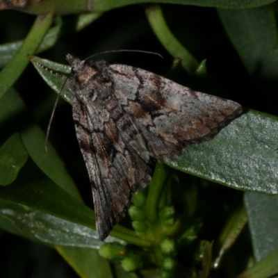 Cymatophora aspera (Varied Geometrid) at Freshwater Creek, VIC - 9 Sep 2022 by WendyEM