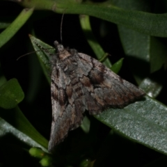 Cymatophora aspera at Freshwater Creek, VIC - suppressed