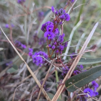 Hardenbergia violacea (False Sarsaparilla) at Cootamundra, NSW - 15 Aug 2024 by Darcy