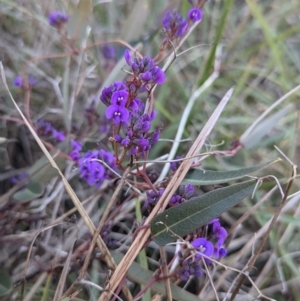 Hardenbergia violacea at Cootamundra, NSW - 15 Aug 2024 03:35 PM