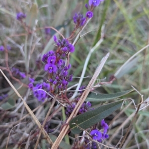 Hardenbergia violacea at Cootamundra, NSW - 15 Aug 2024 03:35 PM