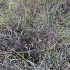 Hardenbergia violacea at Cootamundra, NSW - 15 Aug 2024 03:35 PM