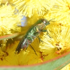 Melobasis obscurella at Yarralumla, ACT - 16 Aug 2024