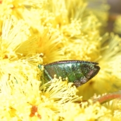 Melobasis obscurella at Yarralumla, ACT - 16 Aug 2024