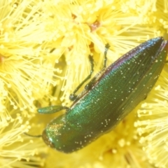 Melobasis obscurella at Yarralumla, ACT - 16 Aug 2024