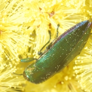 Melobasis obscurella at Yarralumla, ACT - 16 Aug 2024