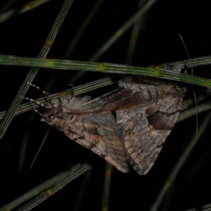 Cymatophora aspera at Freshwater Creek, VIC - suppressed