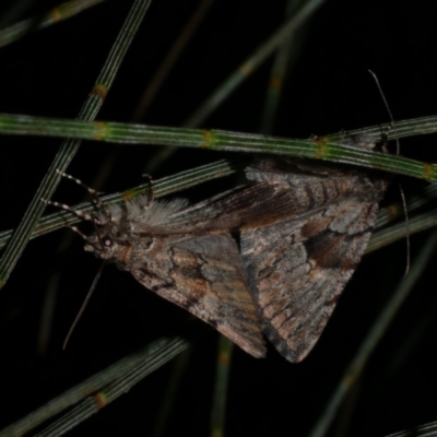 Cymatophora aspera (Varied Geometrid) at Freshwater Creek, VIC - 9 Sep 2022 by WendyEM