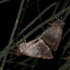 Cymatophora aspera at Freshwater Creek, VIC - suppressed