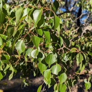 Brachychiton populneus subsp. populneus at Cootamundra, NSW - 15 Aug 2024