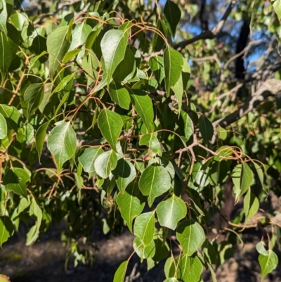 Brachychiton populneus subsp. populneus (Kurrajong) at Cootamundra, NSW - 15 Aug 2024 by Darcy