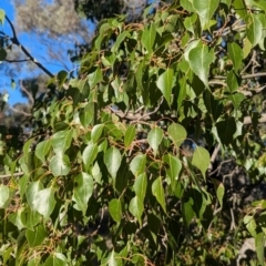 Brachychiton populneus subsp. populneus at Cootamundra, NSW - 15 Aug 2024