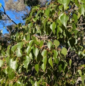 Brachychiton populneus subsp. populneus at Cootamundra, NSW - 15 Aug 2024