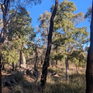 Brachychiton populneus subsp. populneus at Cootamundra, NSW - 15 Aug 2024