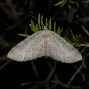 Poecilasthena scoliota at Freshwater Creek, VIC - 9 Sep 2022