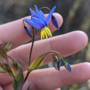 Stypandra glauca at Cootamundra, NSW - 15 Aug 2024