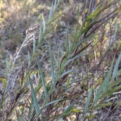 Stypandra glauca at Cootamundra, NSW - 15 Aug 2024