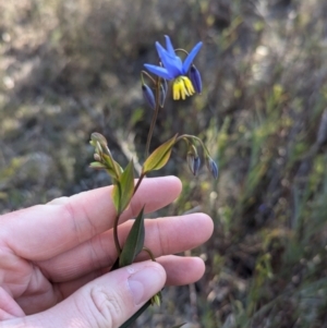 Stypandra glauca at Cootamundra, NSW - 15 Aug 2024