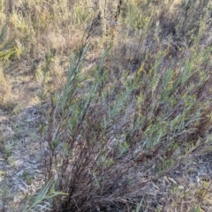 Stypandra glauca at Cootamundra, NSW - 15 Aug 2024