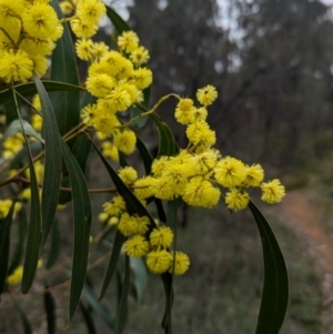 Acacia pycnantha at Tarcutta, NSW - 16 Aug 2024