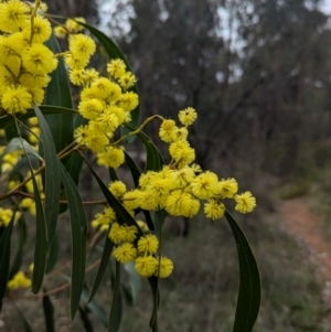 Acacia pycnantha at Tarcutta, NSW - 16 Aug 2024