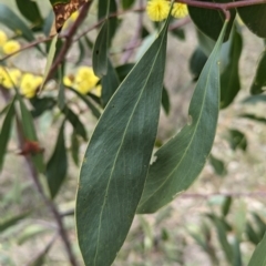 Acacia pycnantha at Tarcutta, NSW - 16 Aug 2024