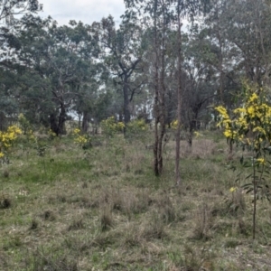 Acacia pycnantha at Tarcutta, NSW - 16 Aug 2024