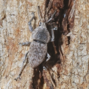 Polyphrades paganus at Yarralumla, ACT - 16 Aug 2024