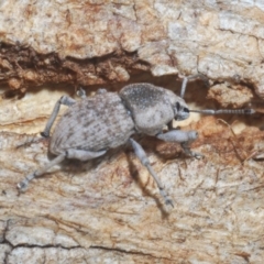 Polyphrades paganus at Yarralumla, ACT - 16 Aug 2024