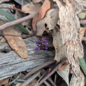 Hardenbergia violacea at Tarcutta, NSW - 16 Aug 2024 11:53 AM