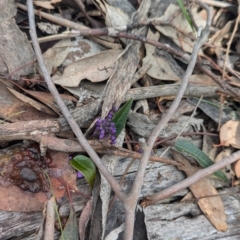 Hardenbergia violacea at Tarcutta, NSW - 16 Aug 2024