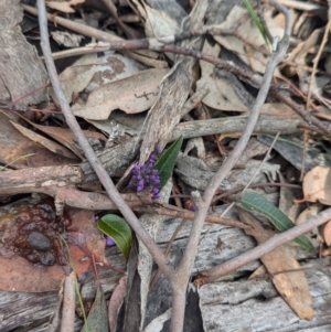 Hardenbergia violacea at Tarcutta, NSW - 16 Aug 2024 11:53 AM