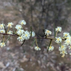 Acacia genistifolia at Tarcutta, NSW - 16 Aug 2024