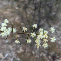 Acacia genistifolia at Tarcutta, NSW - 16 Aug 2024