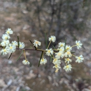 Acacia genistifolia at Tarcutta, NSW - 16 Aug 2024