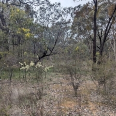 Acacia genistifolia at Tarcutta, NSW - 16 Aug 2024