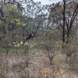 Acacia genistifolia at Tarcutta, NSW - 16 Aug 2024