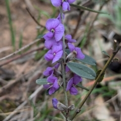 Hovea heterophylla (Common Hovea) at Tarcutta, NSW - 16 Aug 2024 by Darcy