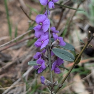 Hovea heterophylla at Tarcutta, NSW - 16 Aug 2024